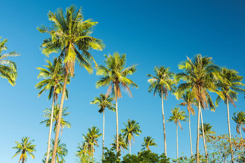 beautiful-coconut-palm-tree-on-blue-sky