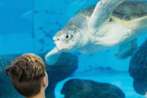 children-at-aquarium-looking-at-sea-turtle-2